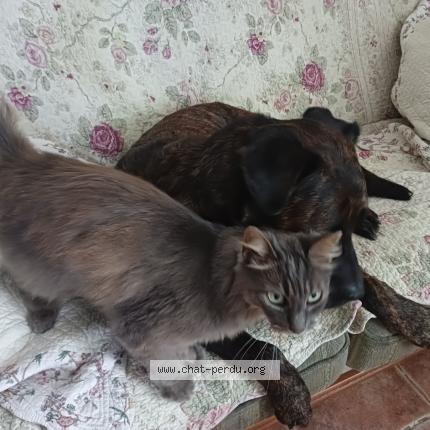Photo 1/1 Chat retrouvé Perdu à Le Chatelet En Brie