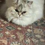 Photo de chat perdu à Le Pecq