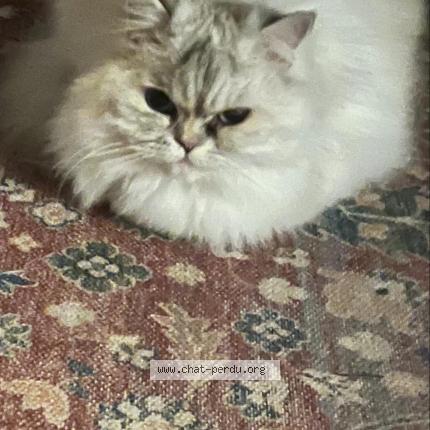 Photo 1/1 Chat retrouvé Perdu à Le pecq