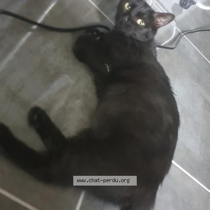 Photo 1/1 Tigresse Chat perdu à La chapelle en serval