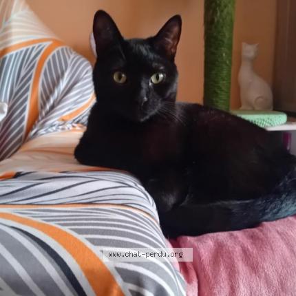 Photo de chat perdu à Nimes