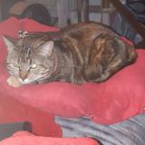 Photo de chat perdu à Villars Les Dombes