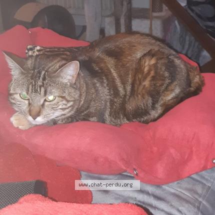 Photo 1/1 Chat retrouvé Perdu à Villars les dombes