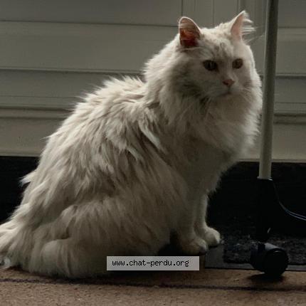 Photo de chat perdu à Cergy