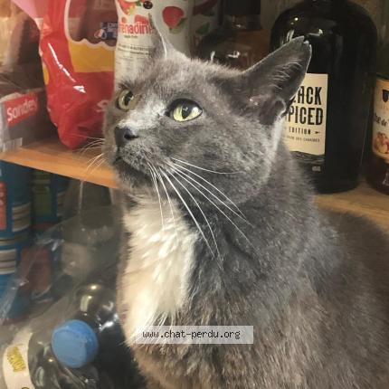 Photo de chat perdu à Bayonne