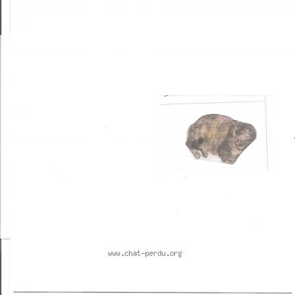 Photo 1/1 virgule Chat perdu à Chatenois les forges