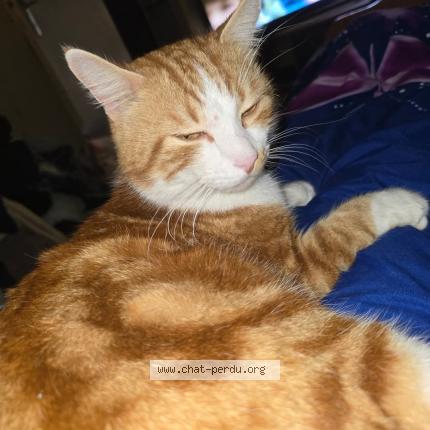 Photo 1/1 Georges Chat perdu à Dompierre sur charente