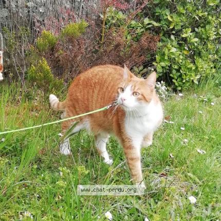Photo 1/1 Chat retrouvé Perdu à Saint Jean De Braye