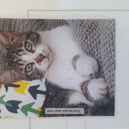 Photo 1/1 Chat retrouvé Perdu à Bayonne