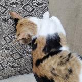 Photo de chat perdu à Thane