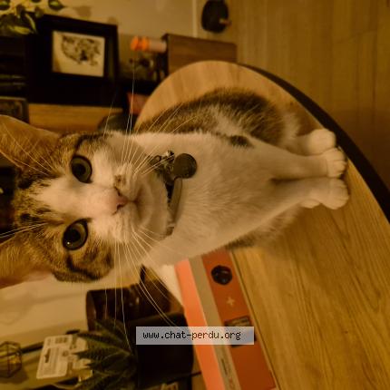 Photo 1/1 Kurama Chat perdu à Saint jean de boiseau