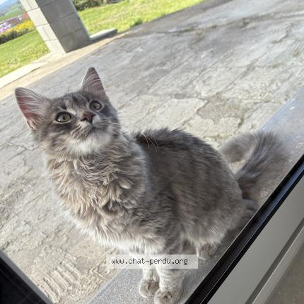 Photo de chat trouvé à Saint Berain Sous Sanvignes