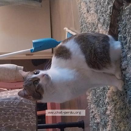 Photo de chat perdu à Colomiers