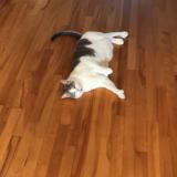Photo de chat perdu à Vaudreuil Dorion