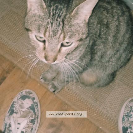 Photo de chat trouvé à Cosse Le Vivien