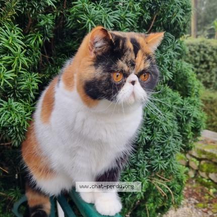 Photo de chat perdu à La Baule Escoublac