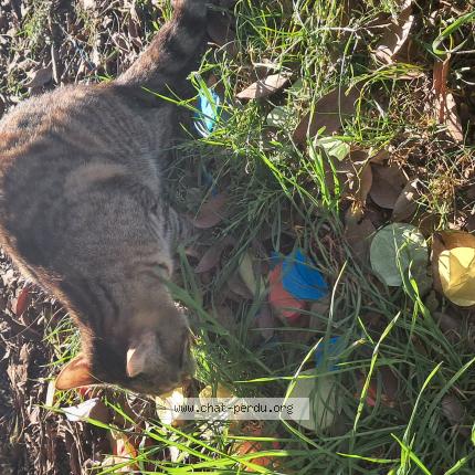 Photo 1/1 Chat retrouvé Trouvé à Lagny Sur Marne