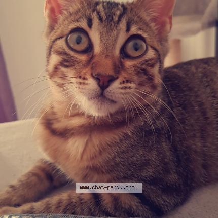 Photo 1/1 Chat retrouvé Perdu à Toulouse