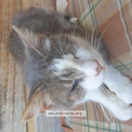 Photo de chat perdu à Peyrehorade