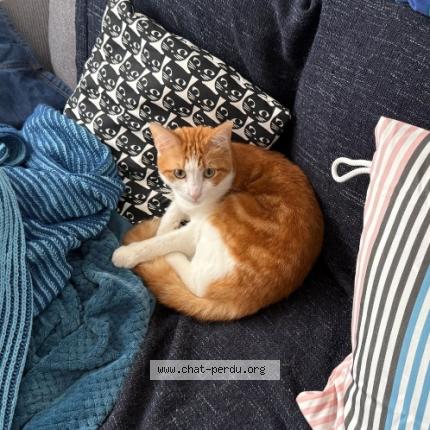 Photo de chat perdu à La Queue En Brie