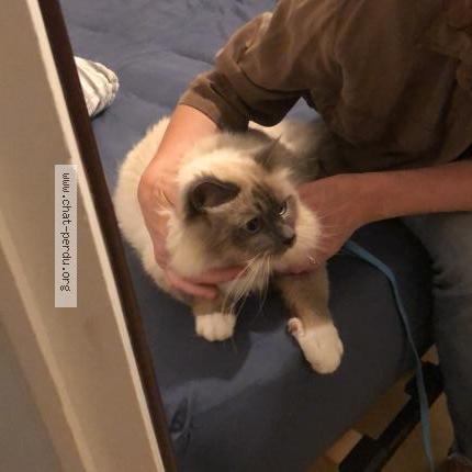 Photo 1/1 Chat trouvé Trouvé à Saint dolay