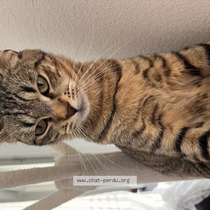 Photo 1/1 Stella Chat perdu à 31555 toulouse