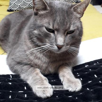 Photo de chat perdu à Quevert