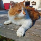 Photo de chat perdu à Pont De Vaux