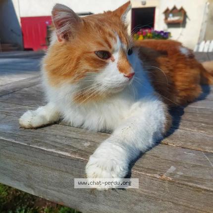 Photo 1/1 Chat retrouvé Perdu à Pont de vaux