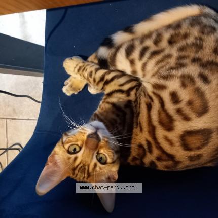 Photo de chat perdu à Neuvy Sur Loire