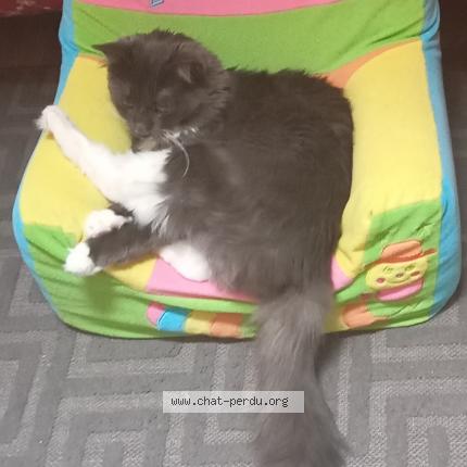 Photo de chat perdu à Caen