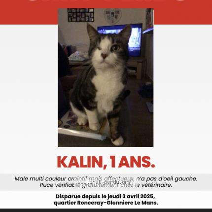 Photo 1/1 Kalin Chat perdu à Le mans