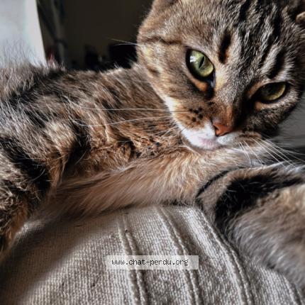 Photo 1/1 Tia Chat perdu à Rantigny