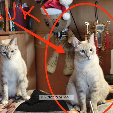 Photo de chat perdu à Creteil