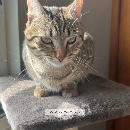 Photo 1/1 Manille Chat perdu à La trugalle