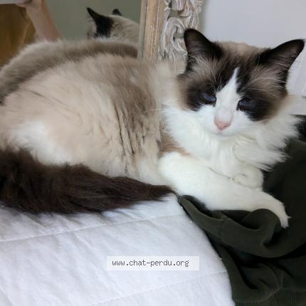 Photo de chat perdu à Rouen