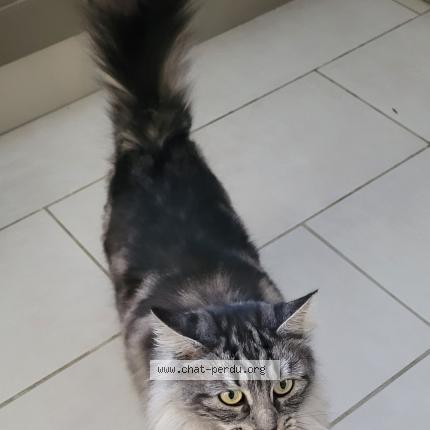 Photo de chat perdu à Arthez De Bearn