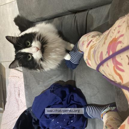 Photo de chat perdu à Liergues