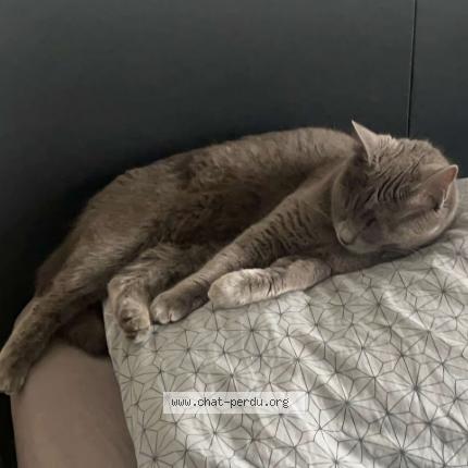 Photo 1/1 LYA Chat perdu à Trets