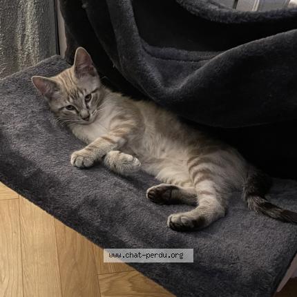 Photo 1/1 Chat retrouvé Perdu à Saint paul cap de joux