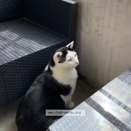 Photo de chat perdu à Peillonnex