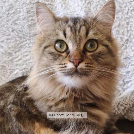 Photo de chat perdu à Reze