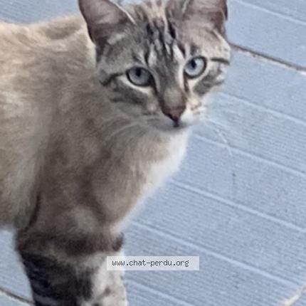 Photo 1/2 Wallace Chat perdu à Beynost