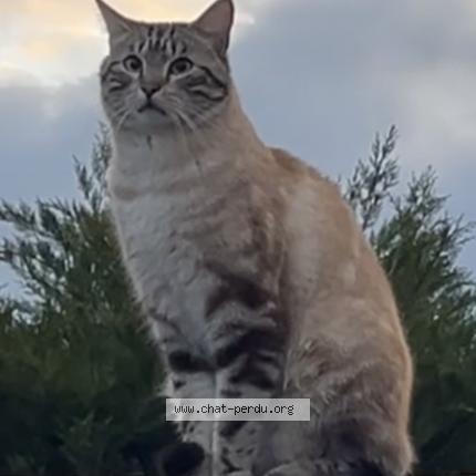 Photo 2/2 Wallace Chat perdu à Beynost