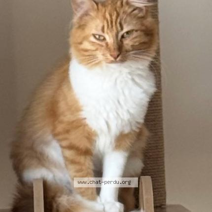 Photo de chat perdu à Beziers