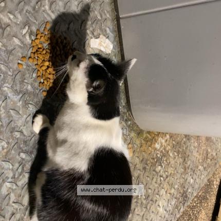 Photo 1/1 Chat trouvé Trouvé à Poitiers