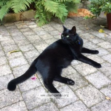 Photo de chat perdu à Tours