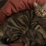 Photo de chat perdu à Coligny