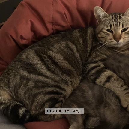 Photo 1/1 Chat retrouvé Perdu à Coligny