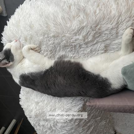 Photo 1/1 Chat retrouvé Perdu à Lagnieu